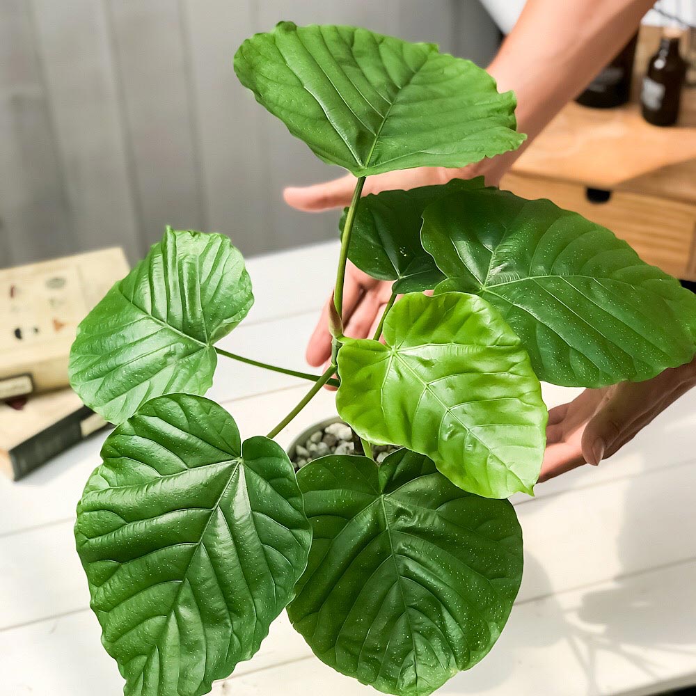 PLANCHU 観葉植物 フィカス ウンベラータ 4号鉢 受け皿付き 育て方説明書付き Ficus umbellata