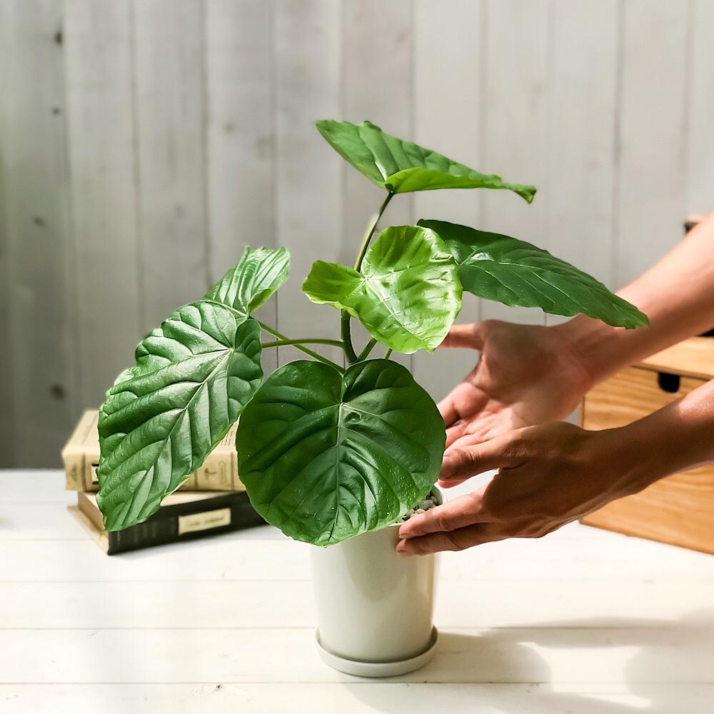 PLANCHU 観葉植物 フィカス ウンベラータ 4号鉢 受け皿付き 育て方説明書付き Ficus umbellata