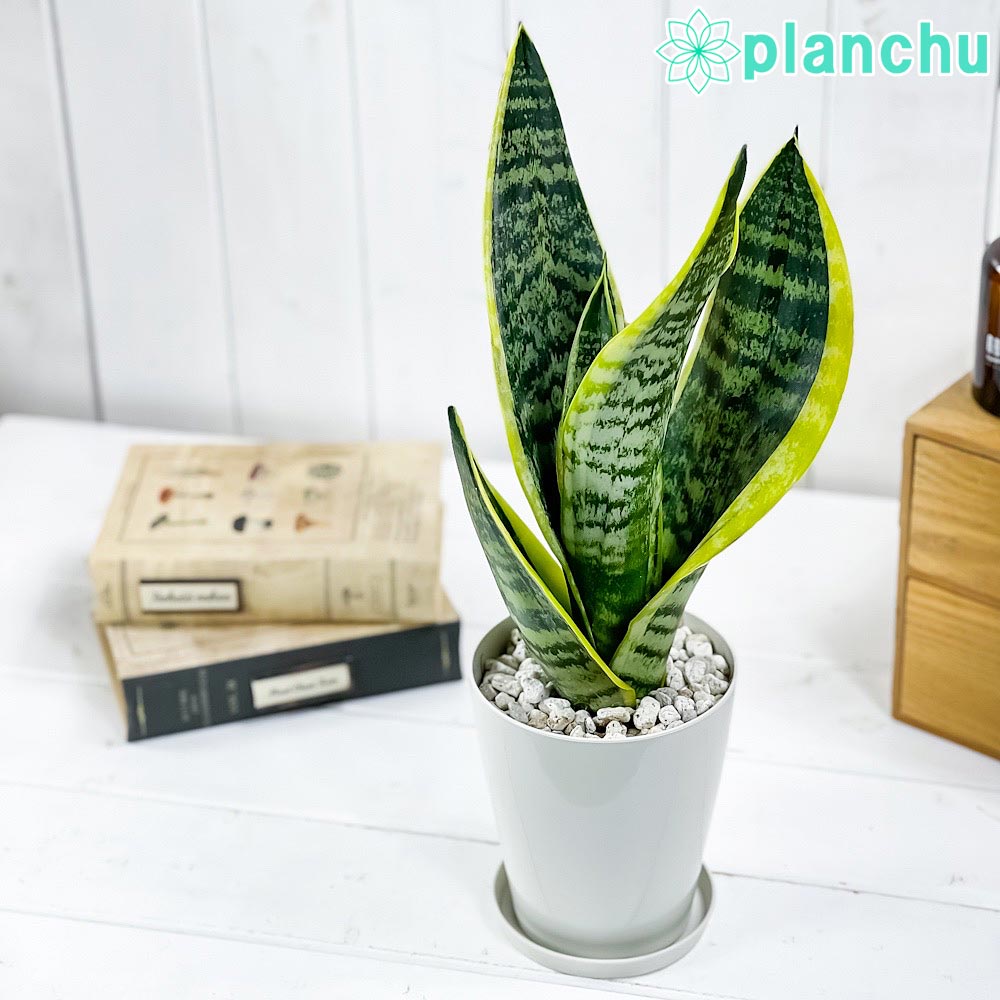 PLANCHU 観葉植物 サンセベリア スパーバ 4号鉢 受け皿付き 育て方説明書付き Sansevieria trifasciata cv. 多肉植物 サンスベリア ローレンチ