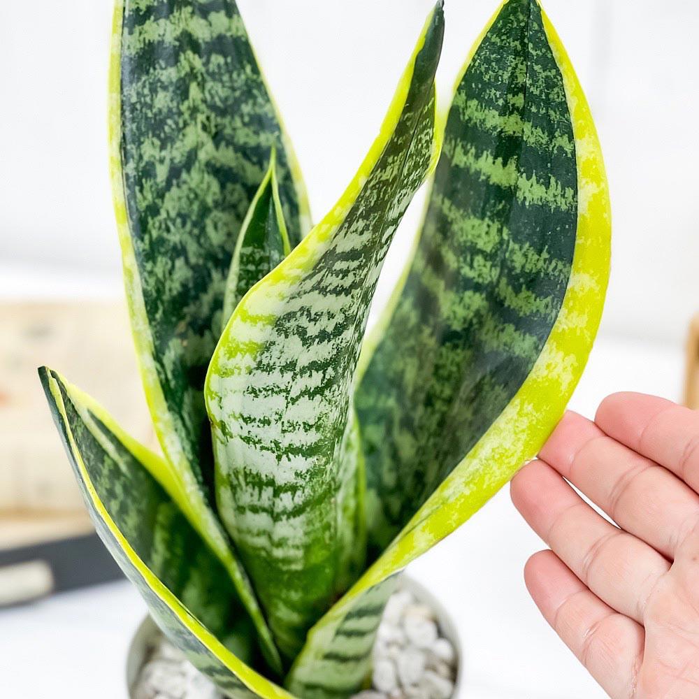 PLANCHU 観葉植物 サンセベリア スパーバ 4号鉢 受け皿付き 育て方説明書付き Sansevieria trifasciata cv. 多肉植物 サンスベリア ローレンチ