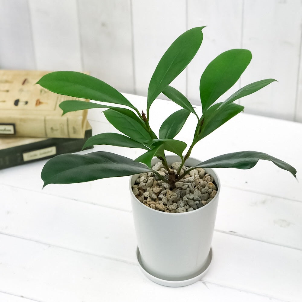 PLANCHU 観葉植物 フィカス キアティスティプラ 4号鉢 受け皿付き 育て方説明書付き Ficus cyathistipula ゴムノキ ゴムの木