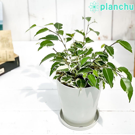 PLANCHU 観葉植物 フィカス ベンジャミン スターライト 4号鉢 受け皿付き 育て方説明書付き Ficus benjamina ‘Star Light’ 幸運を呼ぶ木 ゴムノキ ゴムの木