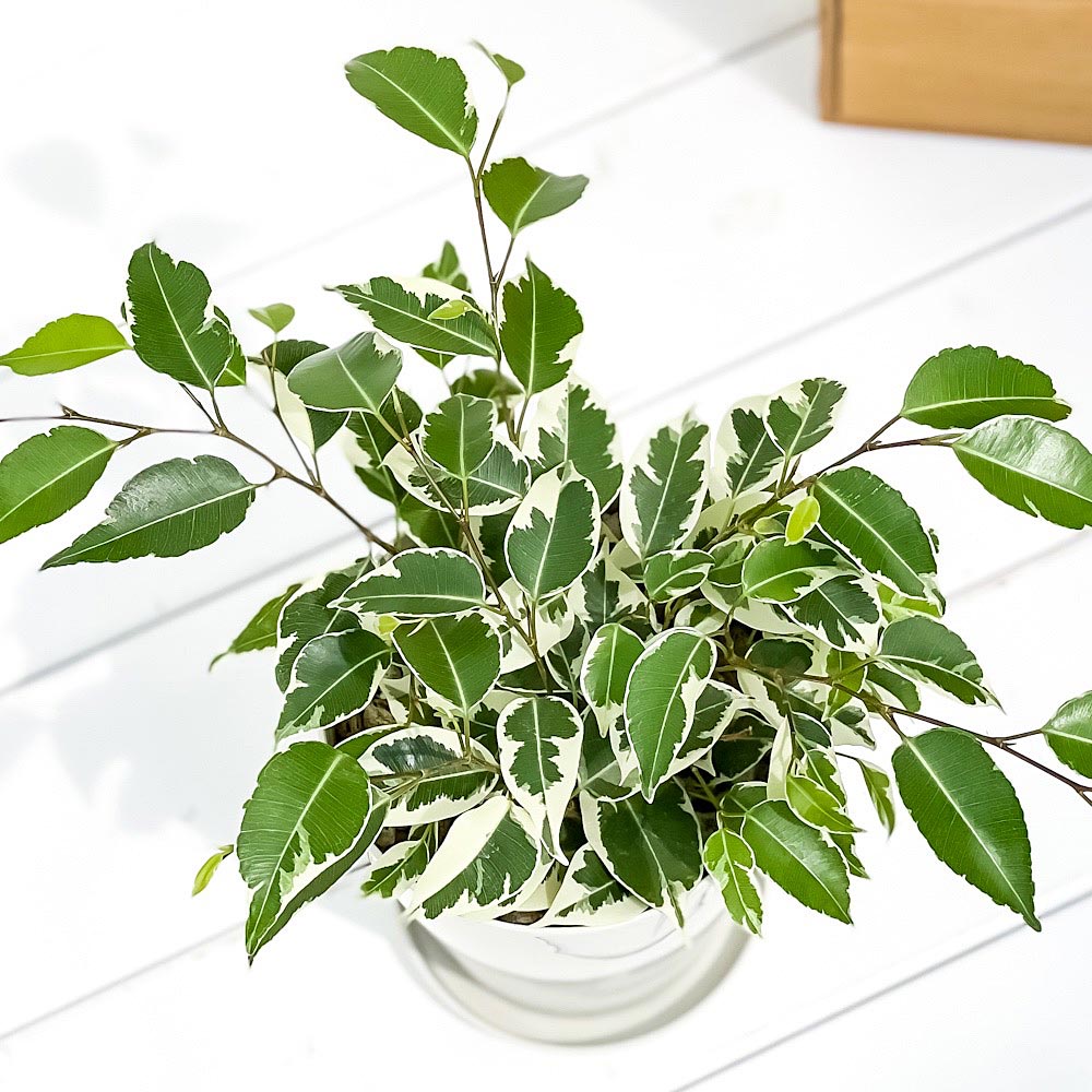 PLANCHU 観葉植物 フィカス ベンジャミン スターライト 4号鉢 受け皿付き 育て方説明書付き Ficus benjamina ‘Star Light’ 幸運を呼ぶ木 ゴムノキ ゴムの木