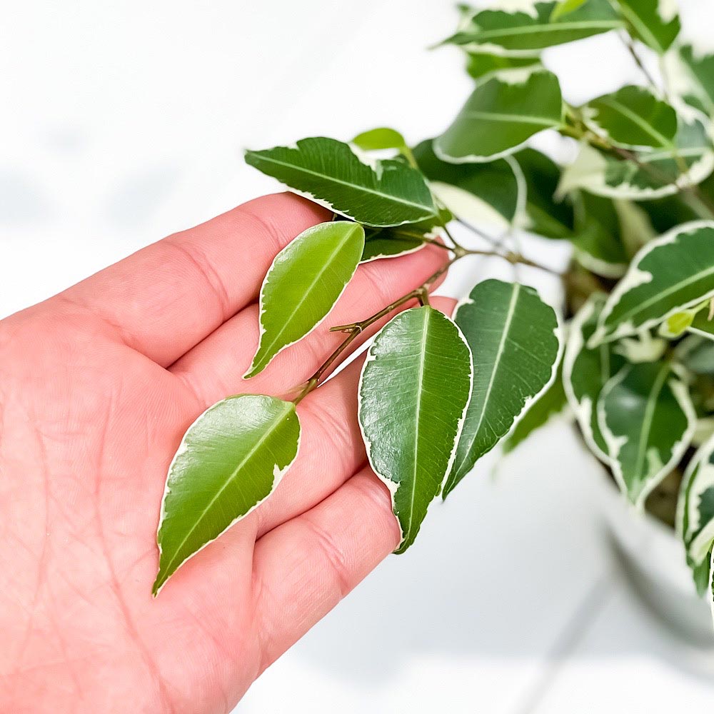 PLANCHU 観葉植物 フィカス ベンジャミン スターライト 4号鉢 受け皿付き 育て方説明書付き Ficus benjamina ‘Star Light’ 幸運を呼ぶ木 ゴムノキ ゴムの木