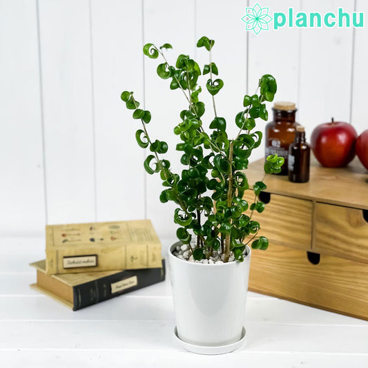 PLANCHU 観葉植物 フィカス ベンジャミン バロック 4号鉢 受け皿付き 育て方説明書付き PVP Ficus benjamina ‘Barok’ 幸運を呼ぶ木 ゴムノキ ゴムの木