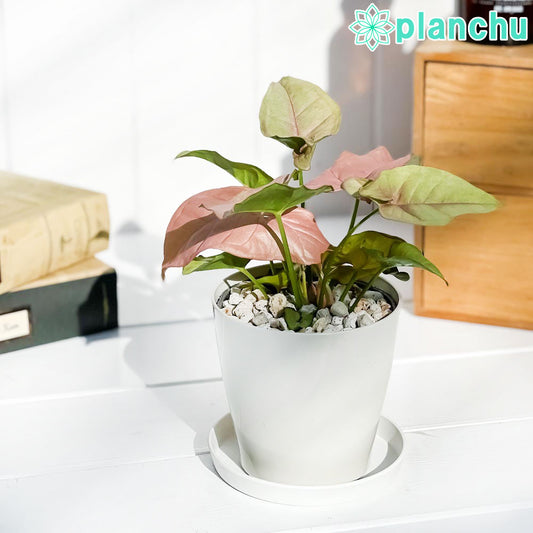 PLANCHU 観葉植物 シンゴニウム ネオン 3.5号鉢 受け皿付き 育て方説明書付き Syngonium podophyllum ‘Neon’ アロイド