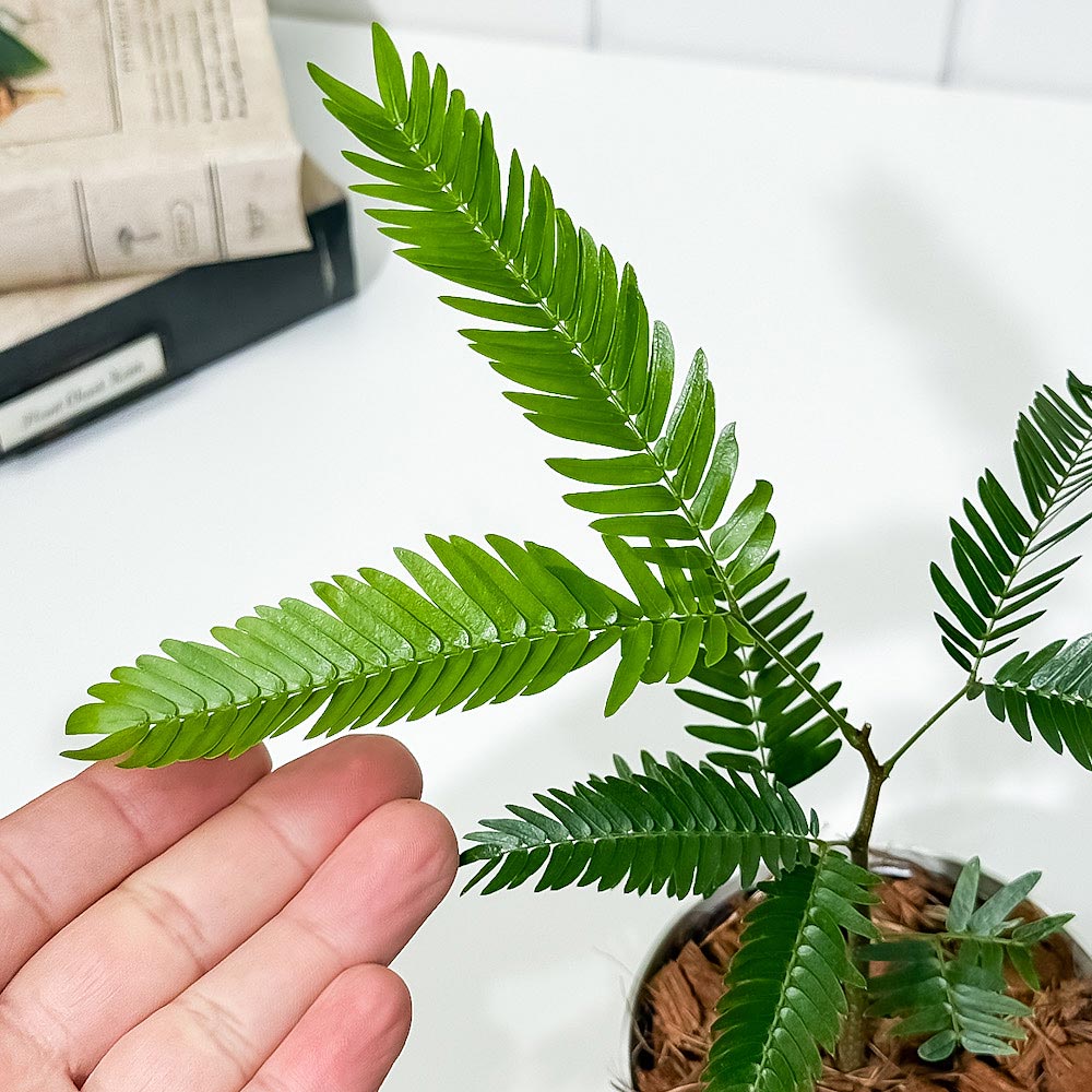 PLANCHU 観葉植物 エバーフレッシュ 3.5号鉢 受け皿付き 育て方説明書付き Cojoba arborea var. angustifolia ネムノキ