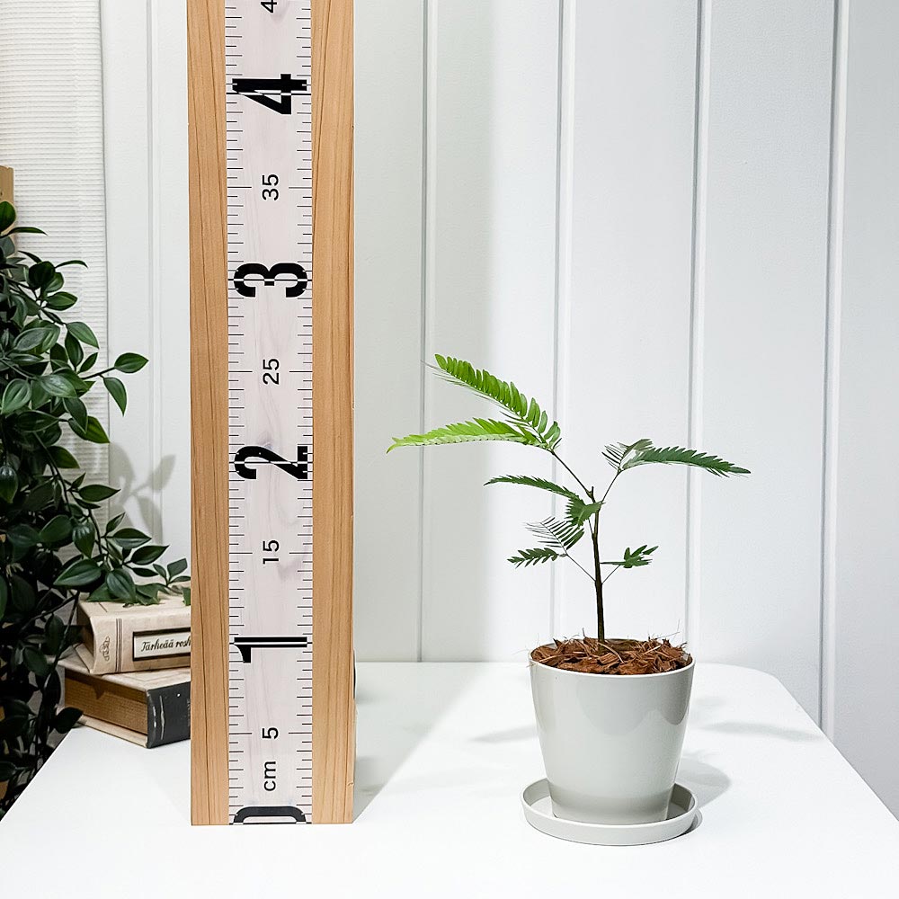 PLANCHU 観葉植物 エバーフレッシュ 3.5号鉢 受け皿付き 育て方説明書付き Cojoba arborea var. angustifolia ネムノキ