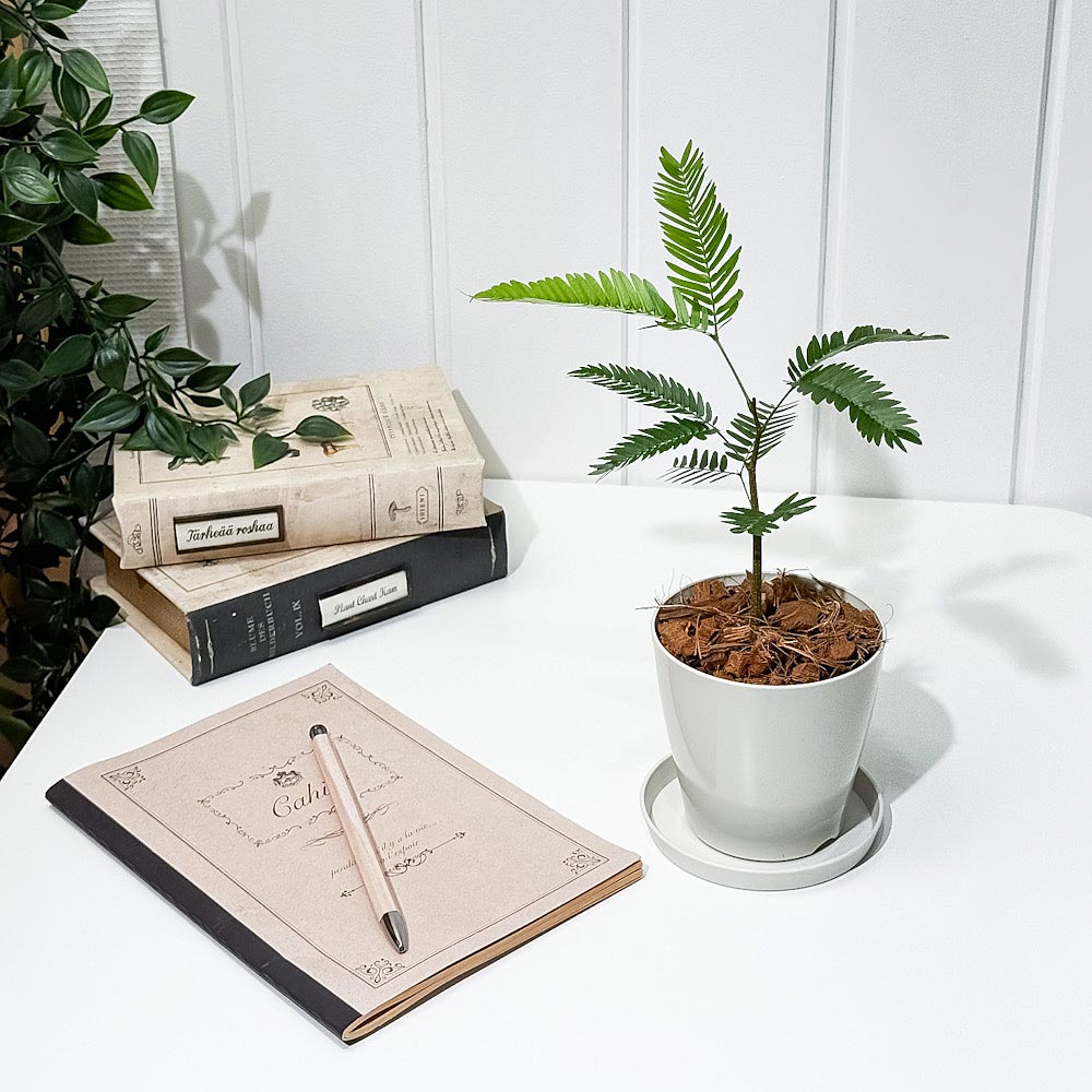 PLANCHU 観葉植物 エバーフレッシュ 3.5号鉢 受け皿付き 育て方説明書付き Cojoba arborea var. angustifolia ネムノキ