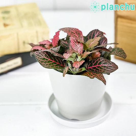 PLANCHU 観葉植物 フィットニア おまかせ レッド系 3.5号鉢 受け皿付き 育て方説明書付き Fittonia albivenis cv. アミメグサ