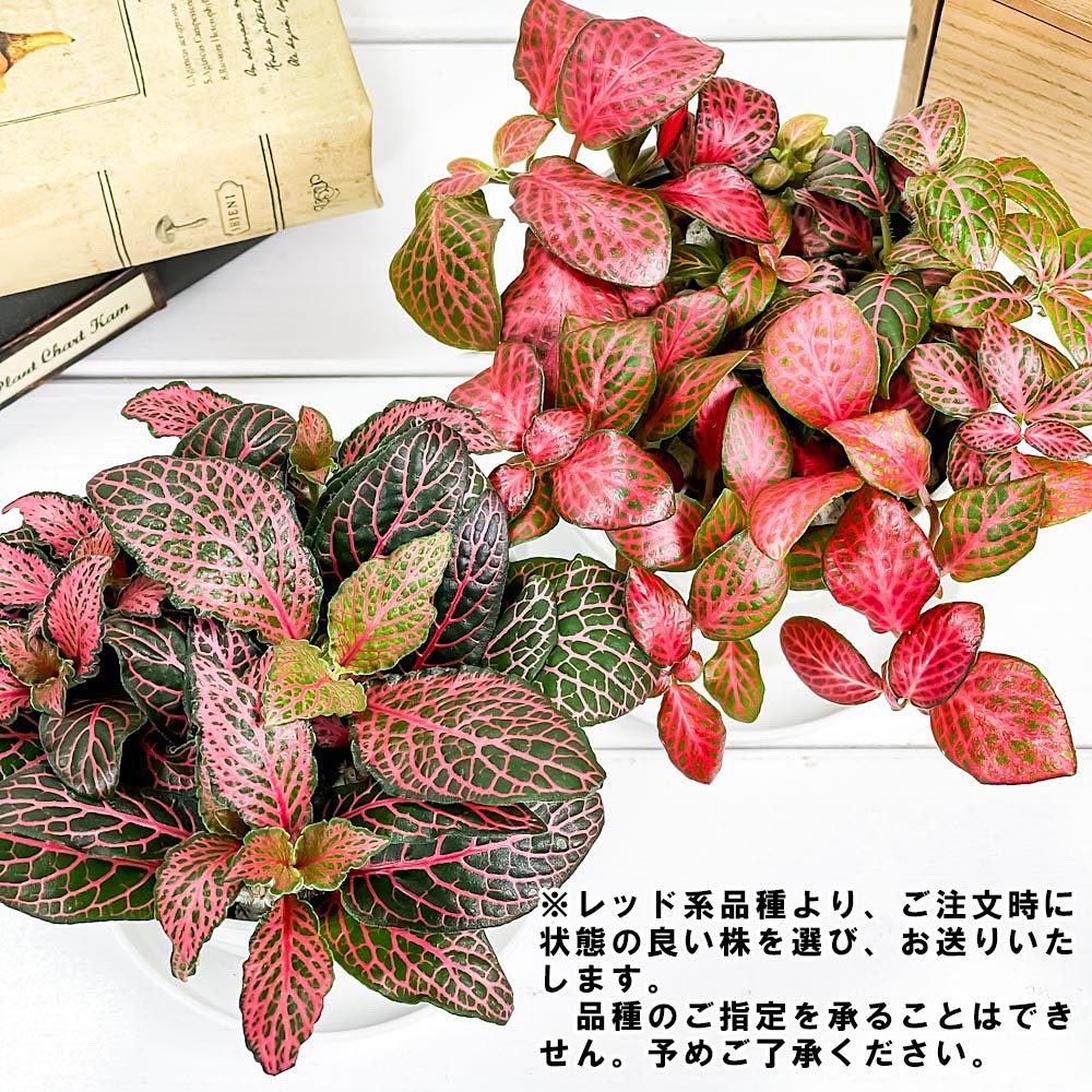 PLANCHU 観葉植物 フィットニア おまかせ レッド系 3.5号鉢 受け皿付き 育て方説明書付き Fittonia albivenis cv. アミメグサ