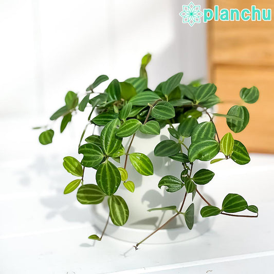 PLANCHU 観葉植物 ペペロミア ビートル 3.5号鉢 受け皿付き 育て方説明書付き Peperomia angulata アングラータ