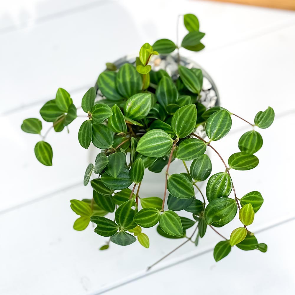 PLANCHU 観葉植物 ペペロミア ビートル 3.5号鉢 受け皿付き 育て方説明書付き Peperomia angulata アングラータ