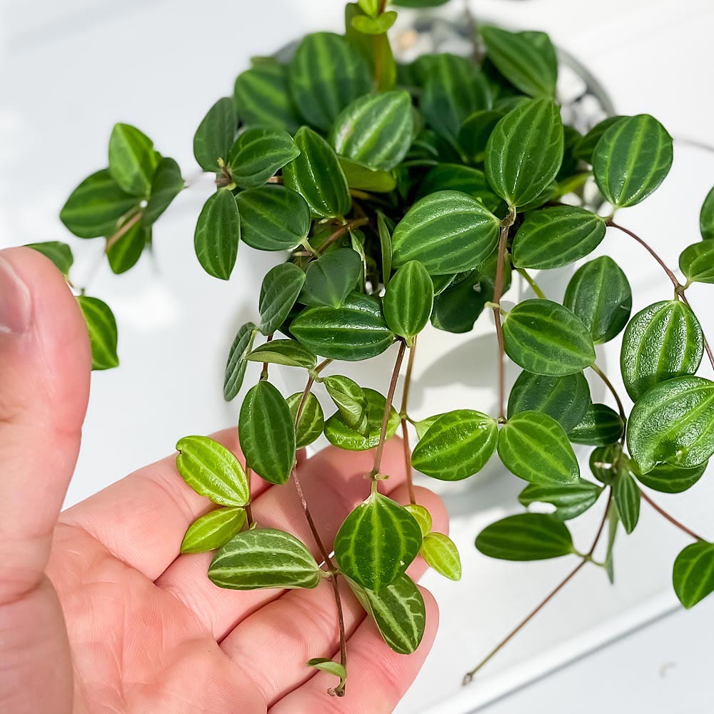 PLANCHU 観葉植物 ペペロミア ビートル 3.5号鉢 受け皿付き 育て方説明書付き Peperomia angulata アングラータ