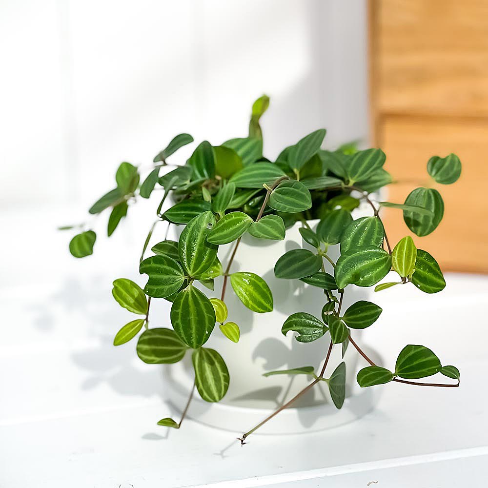PLANCHU 観葉植物 ペペロミア ビートル 3.5号鉢 受け皿付き 育て方説明書付き Peperomia angulata アングラータ