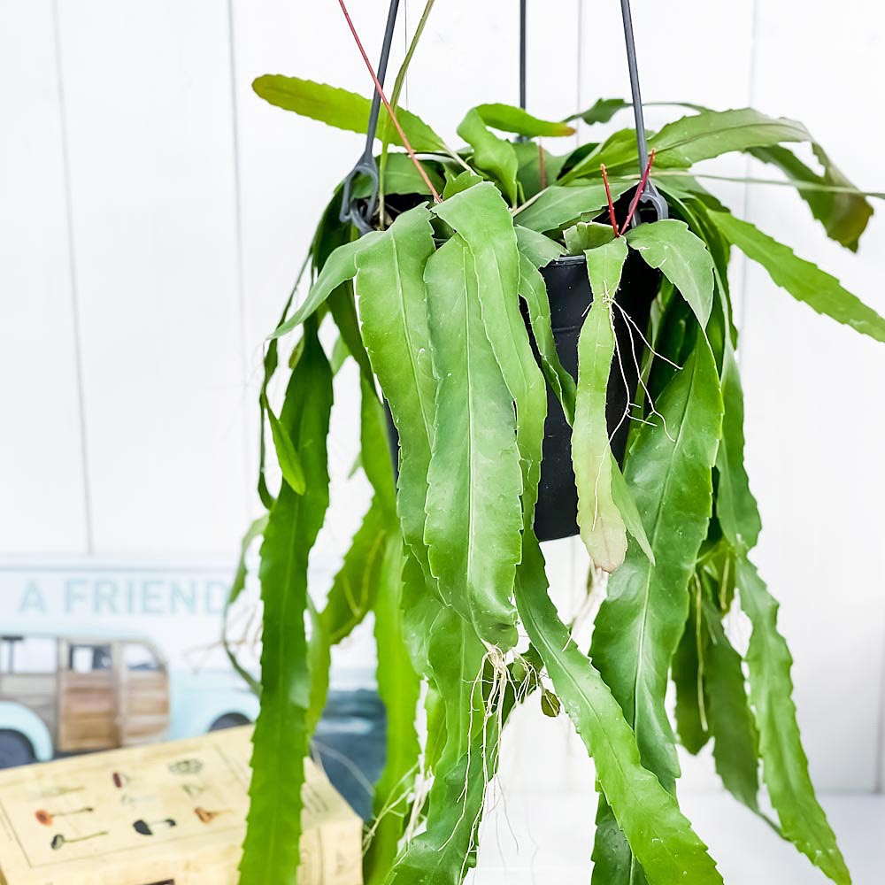 PLANCHU 観葉植物 レピスミウム ホーレティアナム 5号吊り鉢 Lepismium houlletianum 森林性サボテン