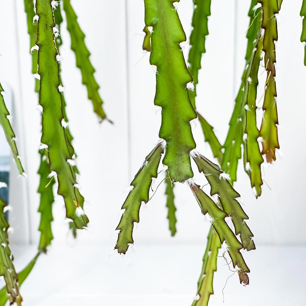 PLANCHU 観葉植物 レピスミウム クルシフォルメ 4号吊り鉢 Lepismium cruciforme 森林性サボテン