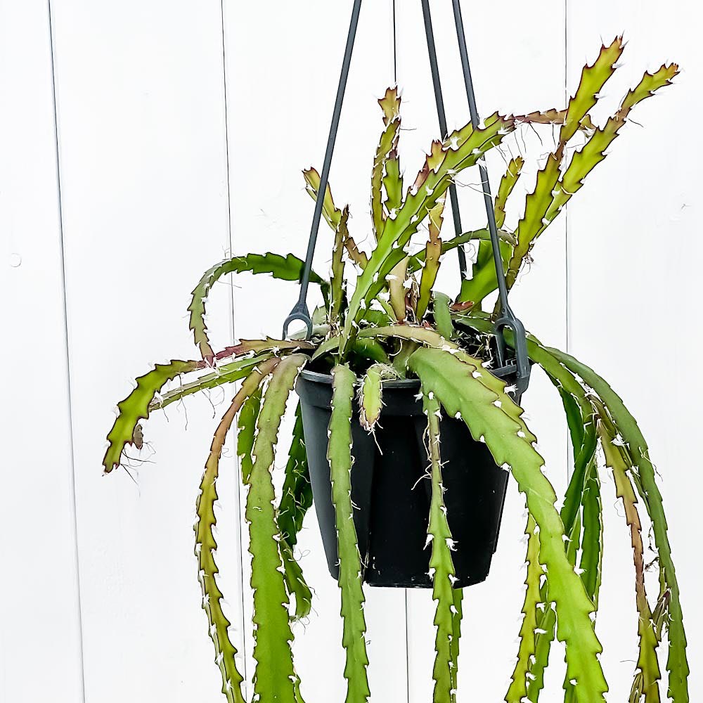 PLANCHU 観葉植物 レピスミウム クルシフォルメ 4号吊り鉢 Lepismium cruciforme 森林性サボテン