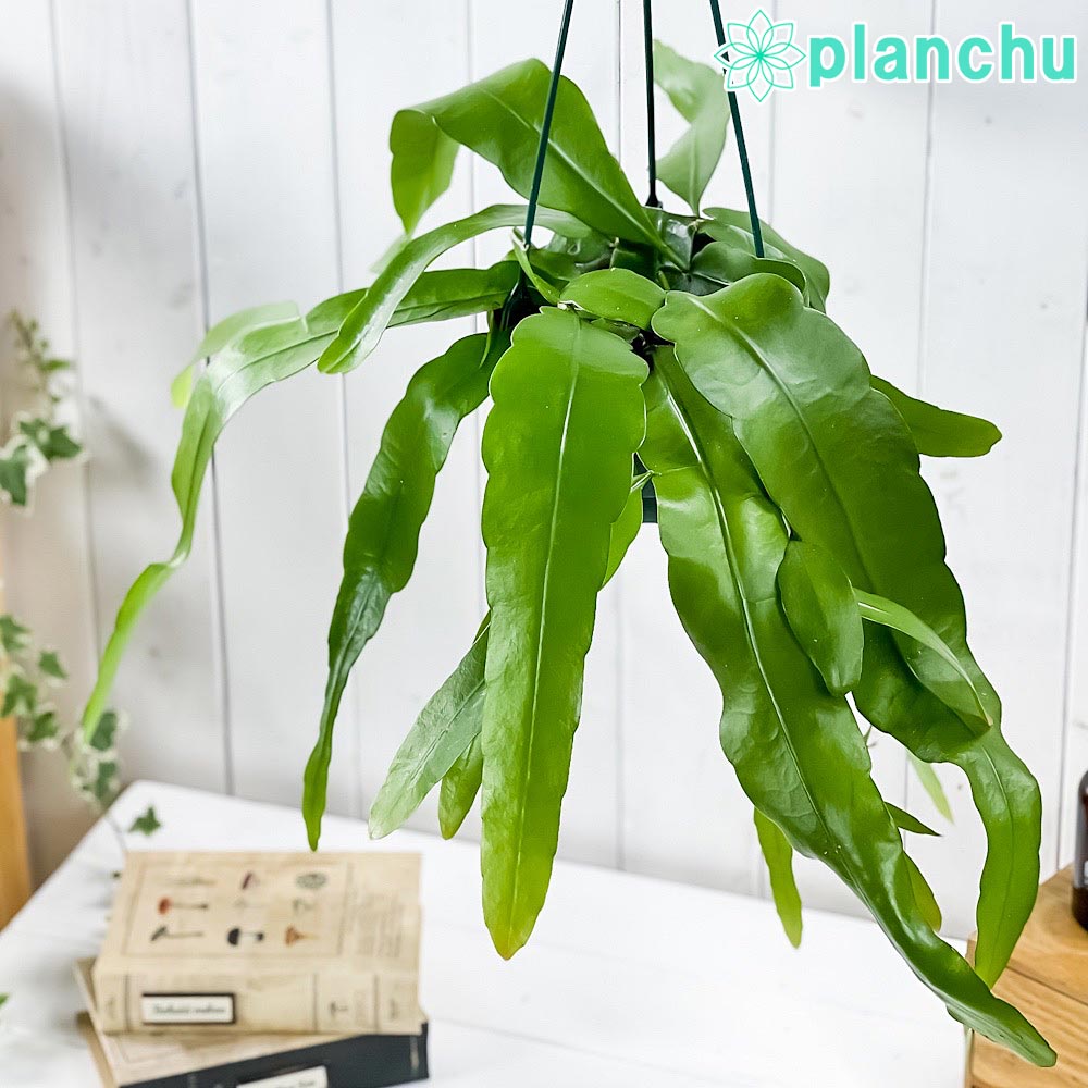 PLANCHU 観葉植物 エピフィルム プミラム 5号吊り鉢 育て方説明書付き Epiphyllum pumilum エピフィラム 姫月下美人 森林性サボテン