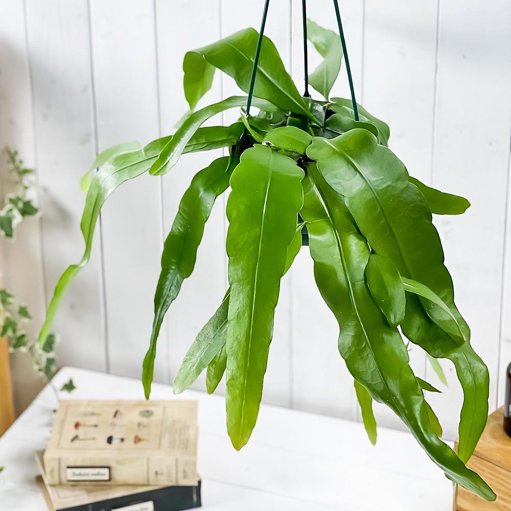 PLANCHU 観葉植物 エピフィルム プミラム 5号吊り鉢 育て方説明書付き