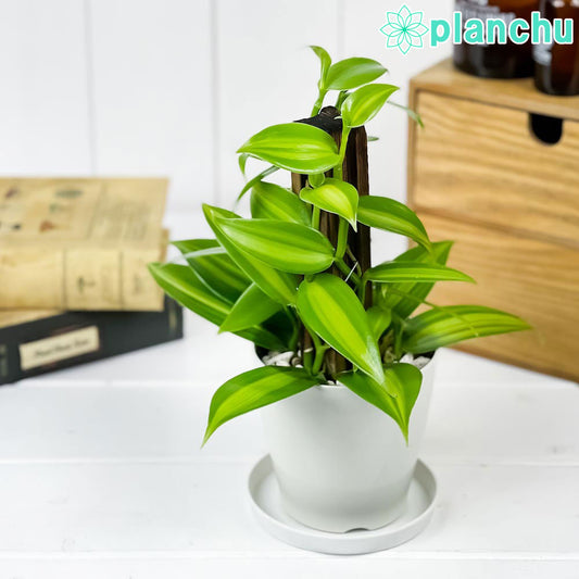 PLANCHU 観葉植物 バニラ プラニフォリア 斑入り 3.5号鉢 受け皿付き 育て方説明書付き Vanilla planifolia ‘Variegata’ バニラの木 洋ラン