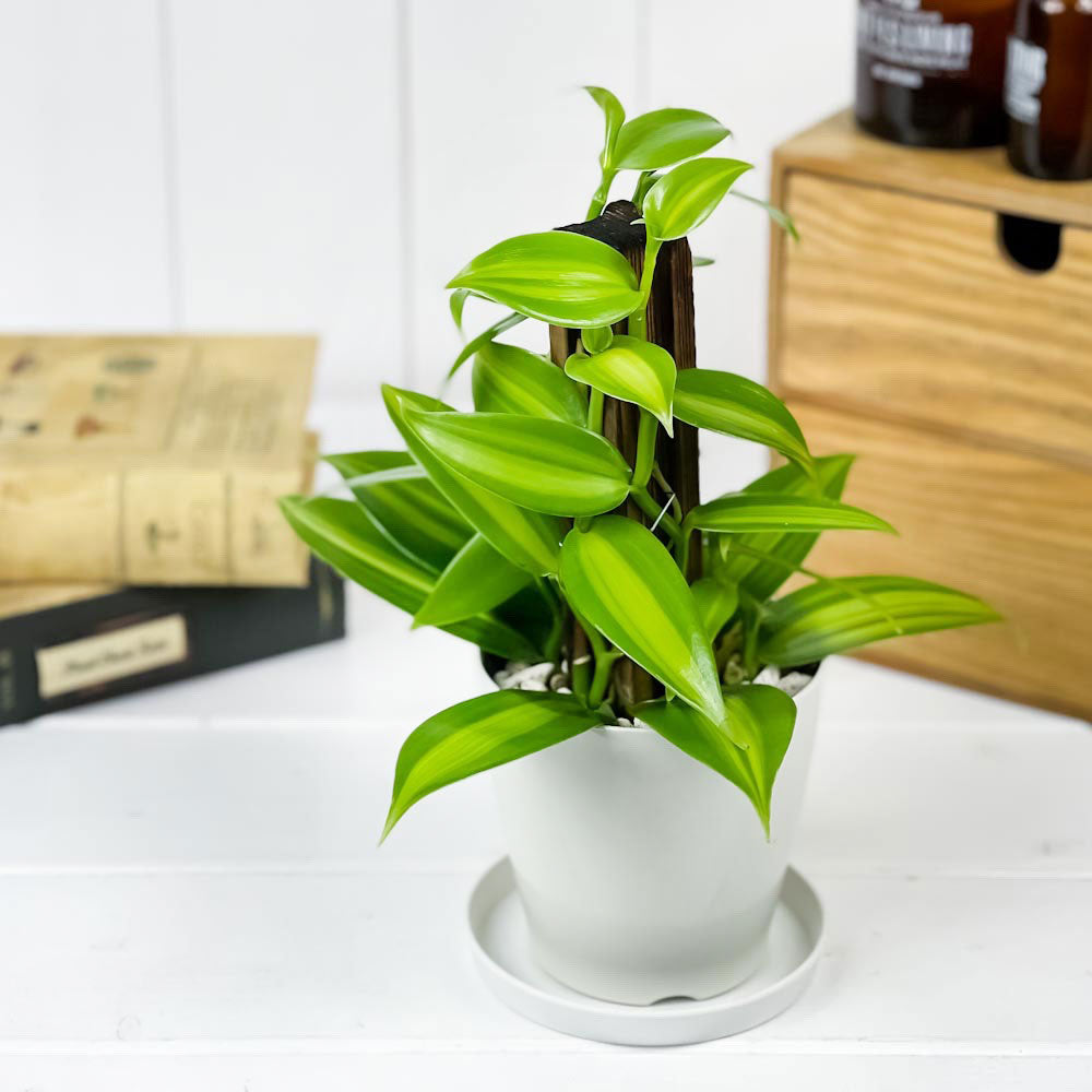 バニラ　観葉植物 3鉢セット PLANCHU 観葉植物 バニラ プラニフォリア 斑入り 3.5号鉢 受け皿付き