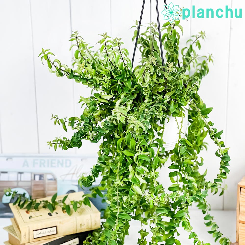 PLANCHU 観葉植物 エスキナンサス ツイスター 5号吊り鉢 Aeschynanthus ‘Twister’ 充実株