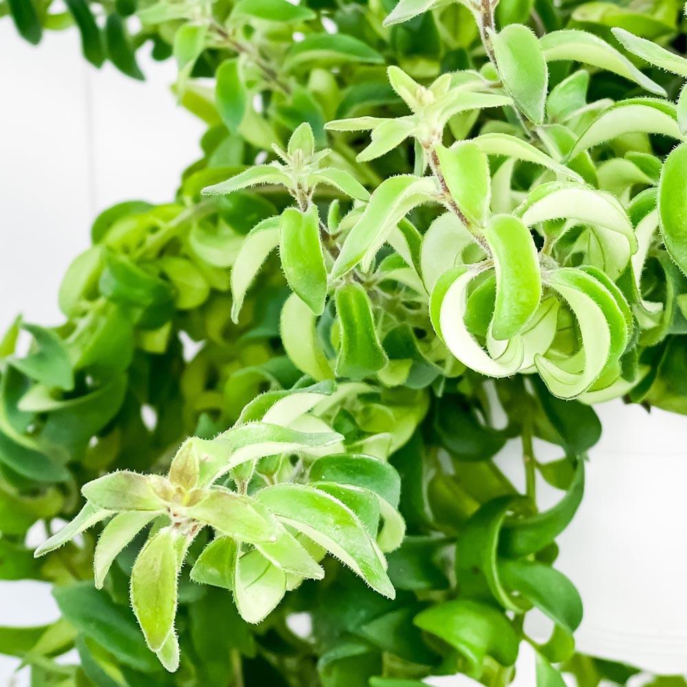 PLANCHU 観葉植物 エスキナンサス ツイスター 5号吊り鉢 Aeschynanthus ‘Twister’ 充実株