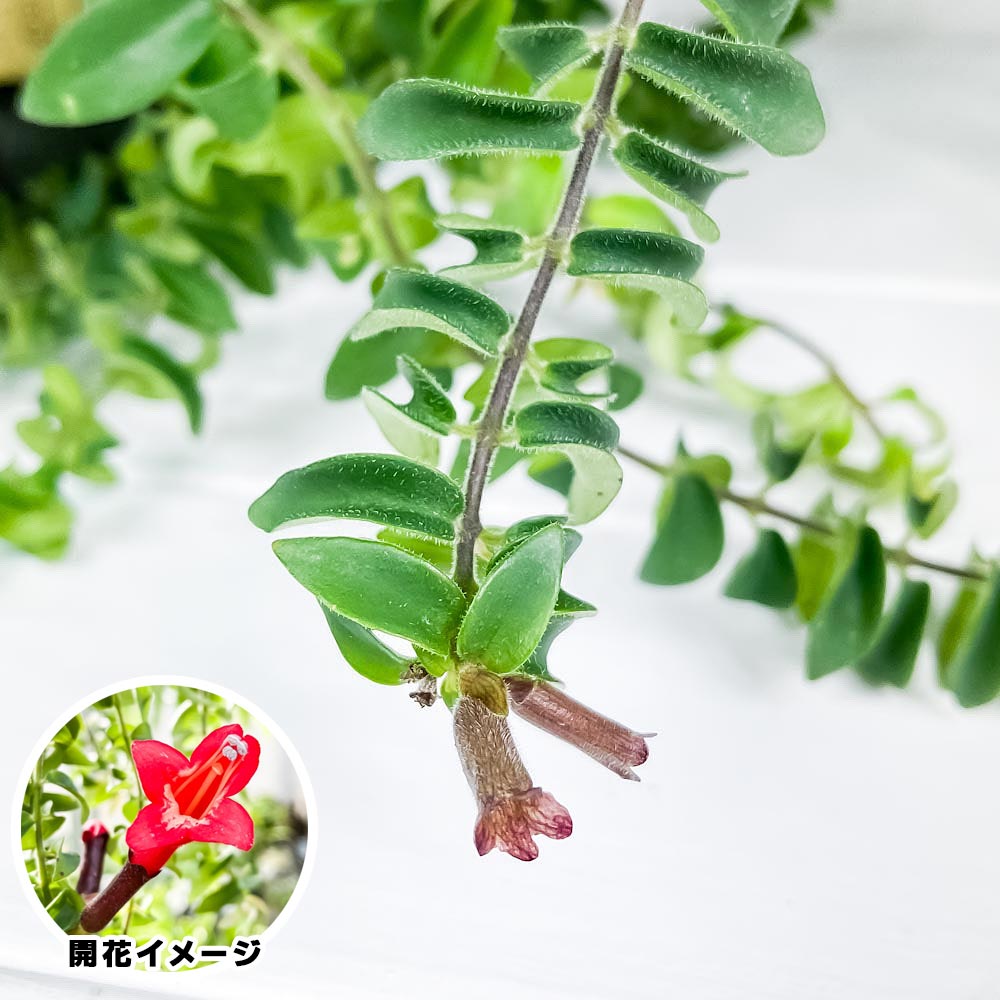 PLANCHU 観葉植物 エスキナンサス ツイスター 5号吊り鉢 Aeschynanthus ‘Twister’ 充実株