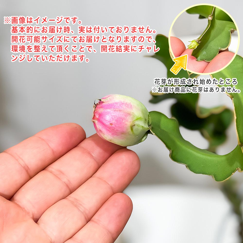 PLANCHU 観葉植物 エピフィルム グアテマレンセ 4号吊り鉢 育て方説明書付き Epiphyllum guatemalense エピフィラム ミニドラゴンフルーツ 森林性サボテン