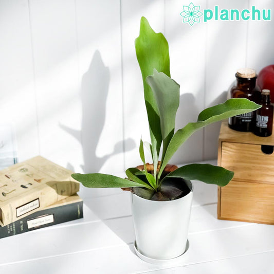 PLANCHU 観葉植物 プラティケリウム ビフルカツム 4号鉢 受け皿付き 育て方説明書付き Platycerium bifurcatum ビカクシダ コウモリラン シダ植物