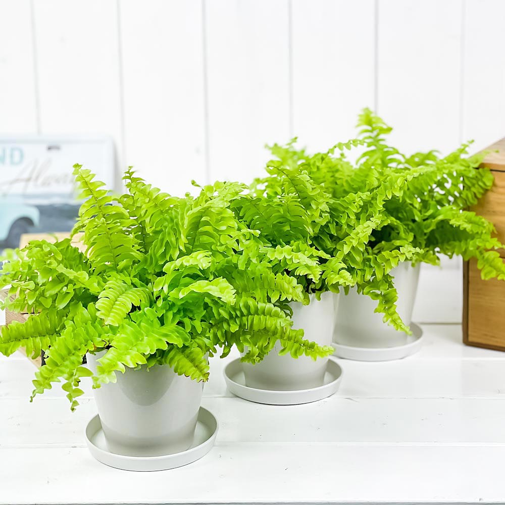 PLANCHU 観葉植物 ネフロレピス ツデー 3.5号鉢 3鉢セット 受け皿付き 育て方説明書付き Nephrolepis exaltata ‘Teddy Junior’ シダ  ボストンファーン ボストンファン