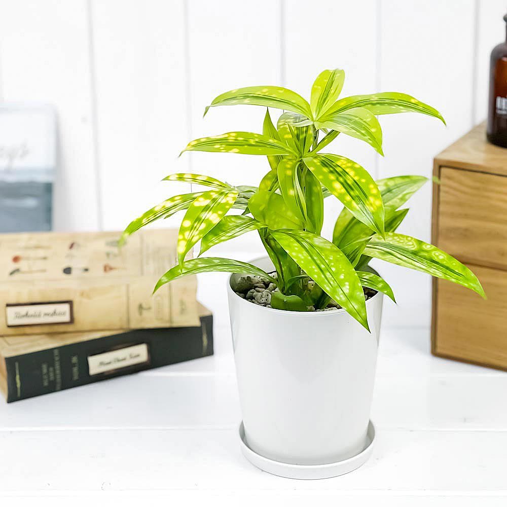 PLANCHU 観葉植物 ドラセナ ファニータ 4号鉢 受け皿付き Dracaena