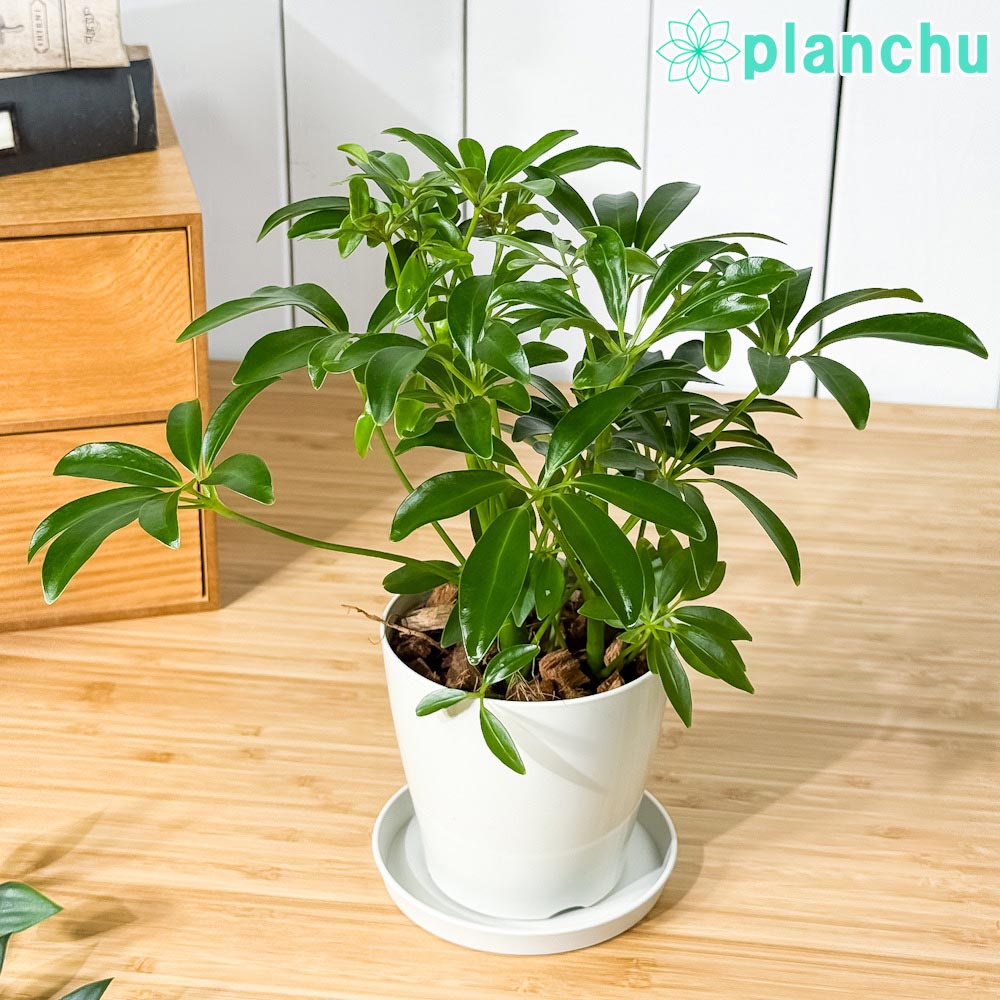 PLANCHU 観葉植物 シェフレラ アルボリコラ コンパクタ 3.5号鉢 受け皿付き 育て方説明書付き Schefflera arboricola ‘Compacta’ ホンコン カポック
