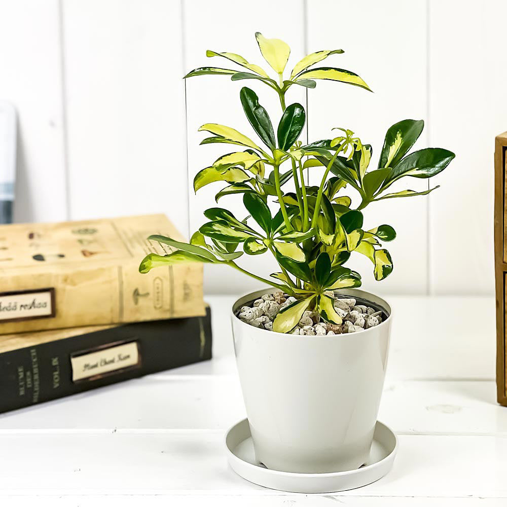 PLANCHU 観葉植物 シェフレラ アルボリコラ トリネッティ 3.5号鉢 受け皿付き 育て方説明書付き Schefflera arboricola ‘Trinette’ ホンコンカポック 斑入り