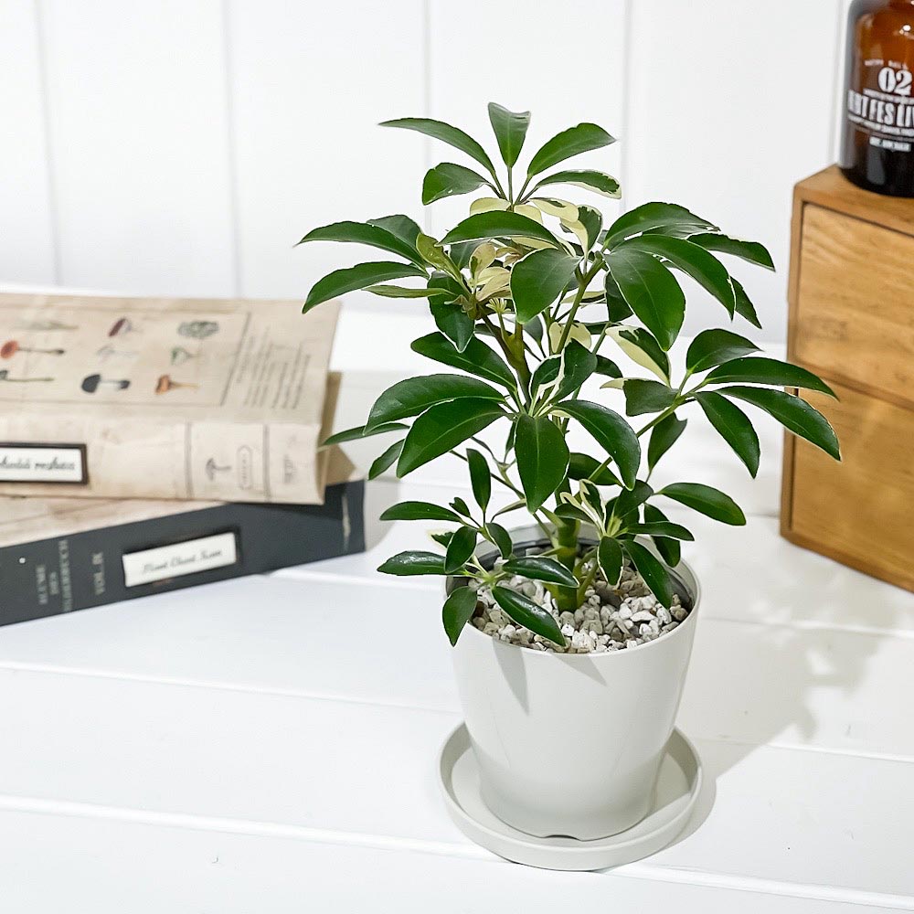 PLANCHU 観葉植物 シェフレラ アルボリコラ ムーンドロップ 3.5号鉢