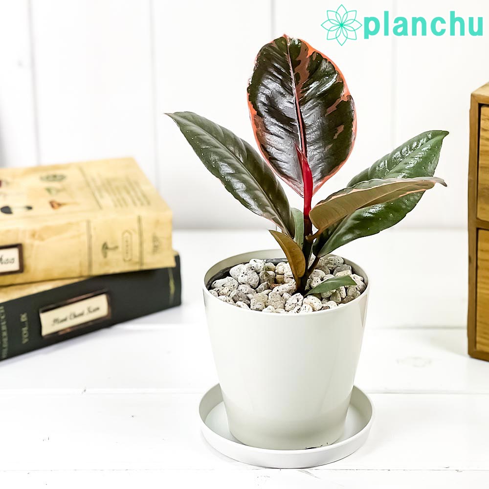 PLANCHU 観葉植物 フィカス ルビー 3.5号鉢 受け皿付き 育て方説明書付き Ficus elastica ‘Ruby’ ゴムノキ ゴムの木 インドゴムノキ