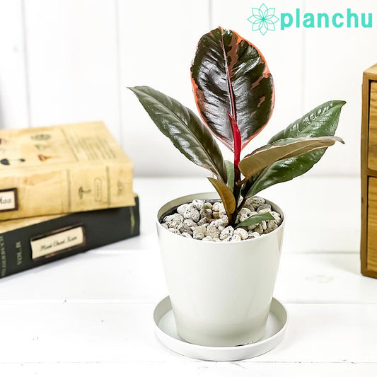 PLANCHU 観葉植物 フィカス ルビー 3.5号鉢 受け皿付き 育て方説明書付き Ficus elastica ‘Ruby’ ゴムノキ ゴムの木 インドゴムノキ