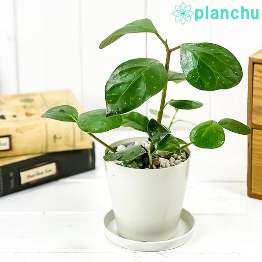 PLANCHU 観葉植物 フィカス デルトイデア 3.5号鉢 受け皿付き 育て方説明書付き Ficus deltoidea コバンボダイジュ 小判菩提樹 ゴムノキ ゴムの木