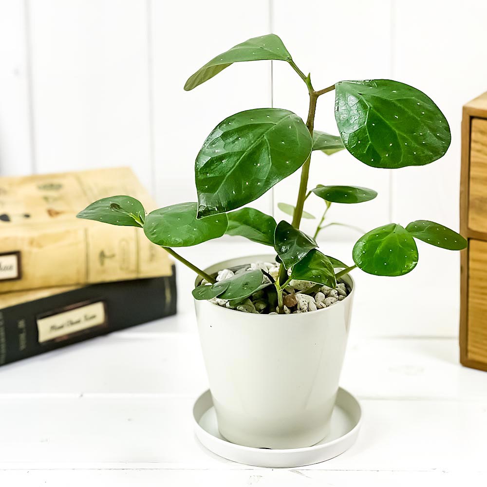 PLANCHU 観葉植物 フィカス デルトイデア 3.5号鉢 受け皿付き 育て方説明書付き Ficus deltoidea コバンボダイジュ 小判菩提樹 ゴムノキ ゴムの木