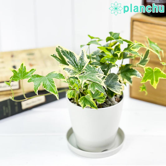 PLANCHU 観葉植物 ヘデラ ヘリックス 品種おまかせ 3.5号鉢 受け皿付き 育て方説明書付き Hedera helix cv. セイヨウキヅタ アイビー