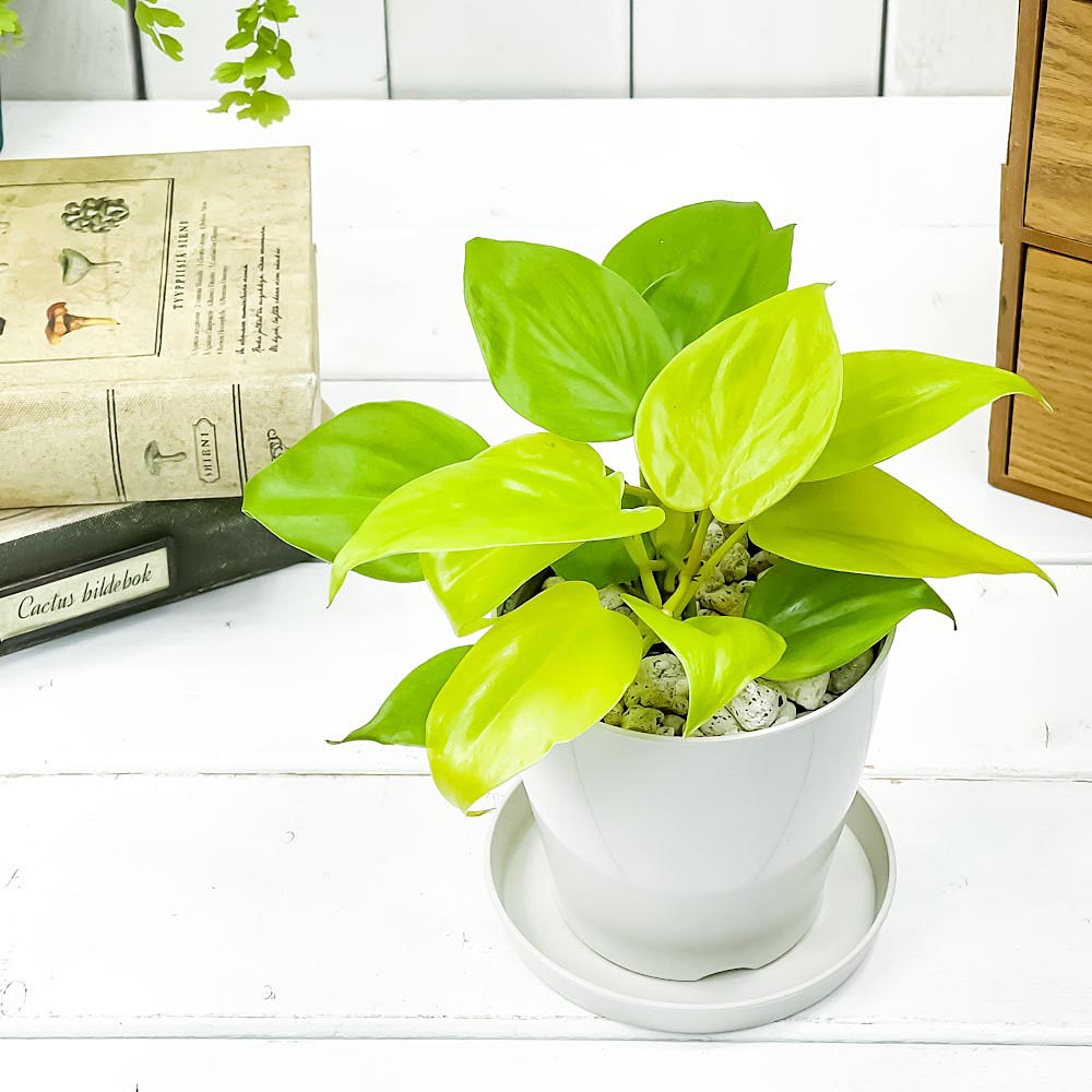 PLANCHU 観葉植物 フィロデンドロン オキシカルディウム ライム 3.5号