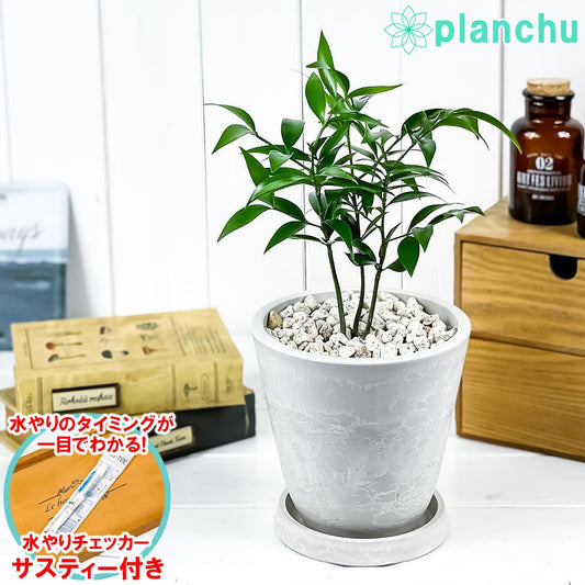 PLANCHU 観葉植物 ナギ 5号樹脂鉢 ホワイト サスティー付き 受け皿付き 育て方説明書付き Nageia nagi 梛 神の宿る木 幸せを呼ぶ木 縁結びの木 夫婦円満の木 ナギの木