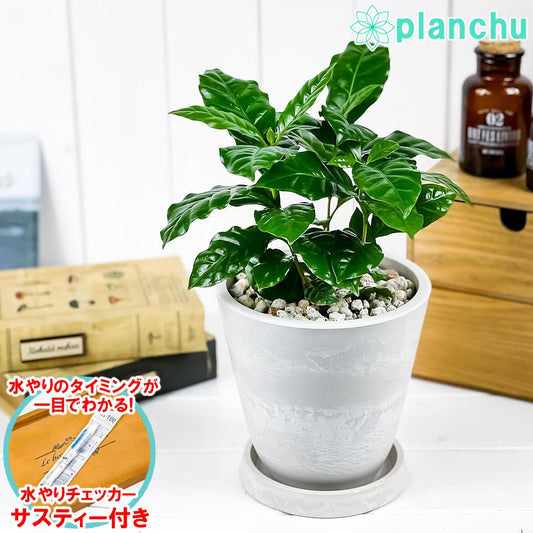 PLANCHU 観葉植物 コーヒーノキ アラビカ 5号樹脂鉢 ホワイト サスティー付き 受け皿付き 育て方説明書付き Coffea arabica コーヒーの木 珈琲の木 アラビカコーヒー