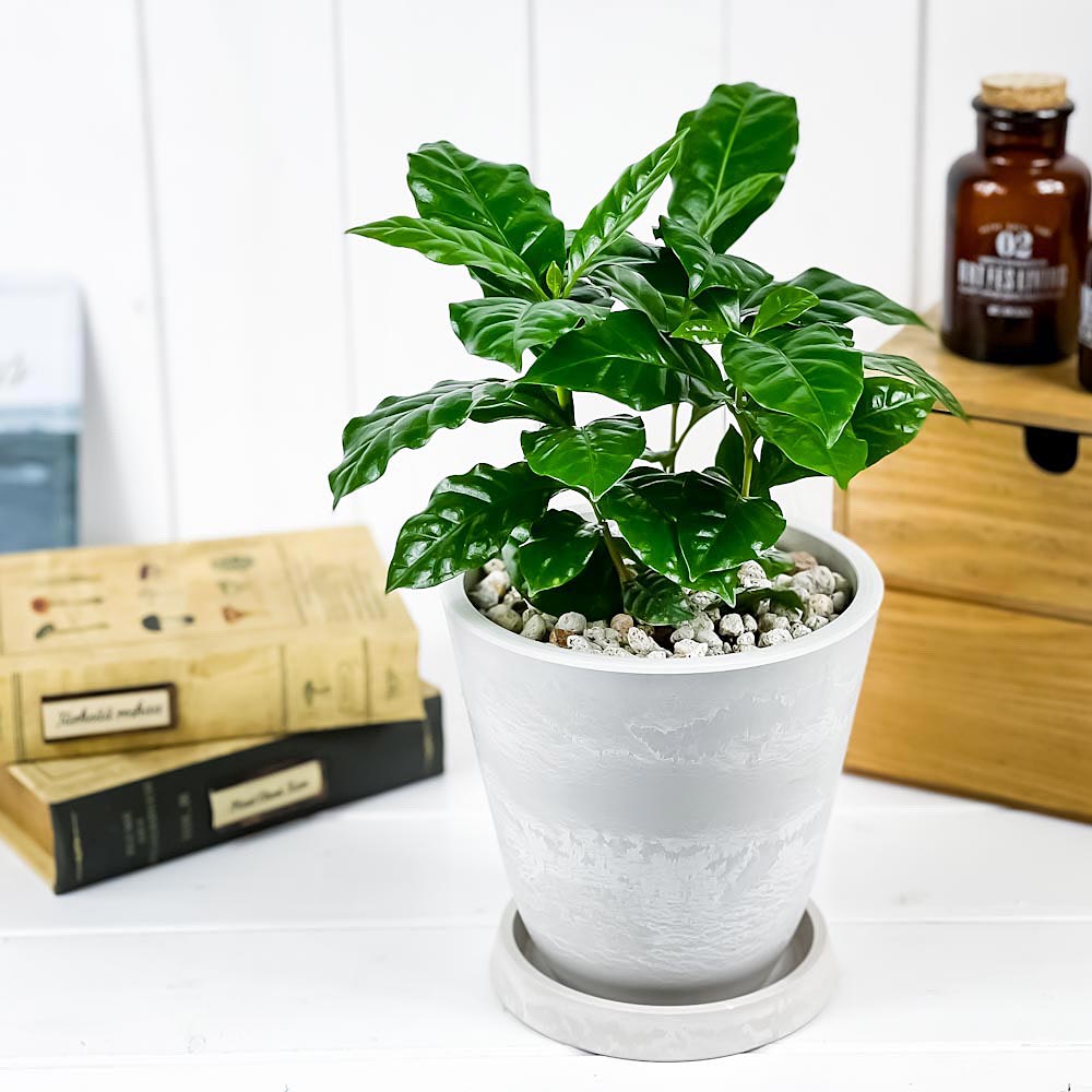 PLANCHU 観葉植物 コーヒーノキ アラビカ 5号樹脂鉢 ホワイト サスティー付き 受け皿付き 育て方説明書付き Coffea arabica コーヒーの木 珈琲の木 アラビカコーヒー