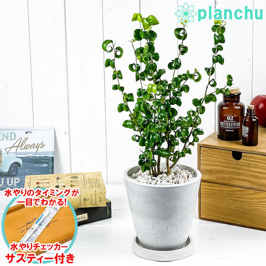 PLANCHU 観葉植物 フィカス ベンジャミン バロック 5号樹脂鉢 ホワイト サスティー付き 受け皿付き 育て方説明書付き PVP Ficus benjamina ‘Barok’ 幸運を呼ぶ木