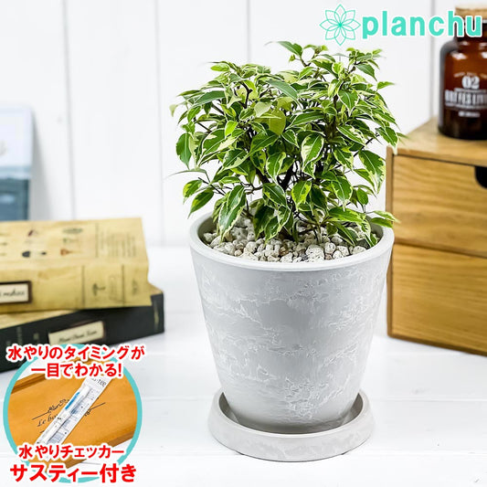 PLANCHU 観葉植物 フィカス ベンジャミン ラブリー 5号樹脂鉢 ホワイト サスティー付き 受け皿付き 育て方説明書付き Ficus benjamina ‘Lovely’ 幸運を呼ぶ木