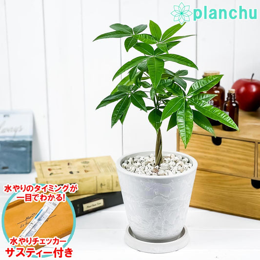 PLANCHU 観葉植物 パキラ ネジリ 5号樹脂鉢 ホワイト サスティー付き 受け皿付き 育て方説明書付き Pachira glabra 発財樹 実生