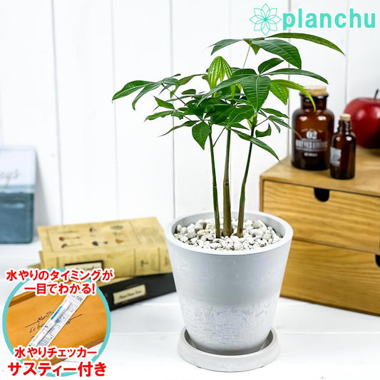 PLANCHU 観葉植物 パキラ ストレート 5号樹脂鉢 ホワイト サスティー付き 受け皿付き 育て方説明書付き Pachira glabra 発財樹 実生