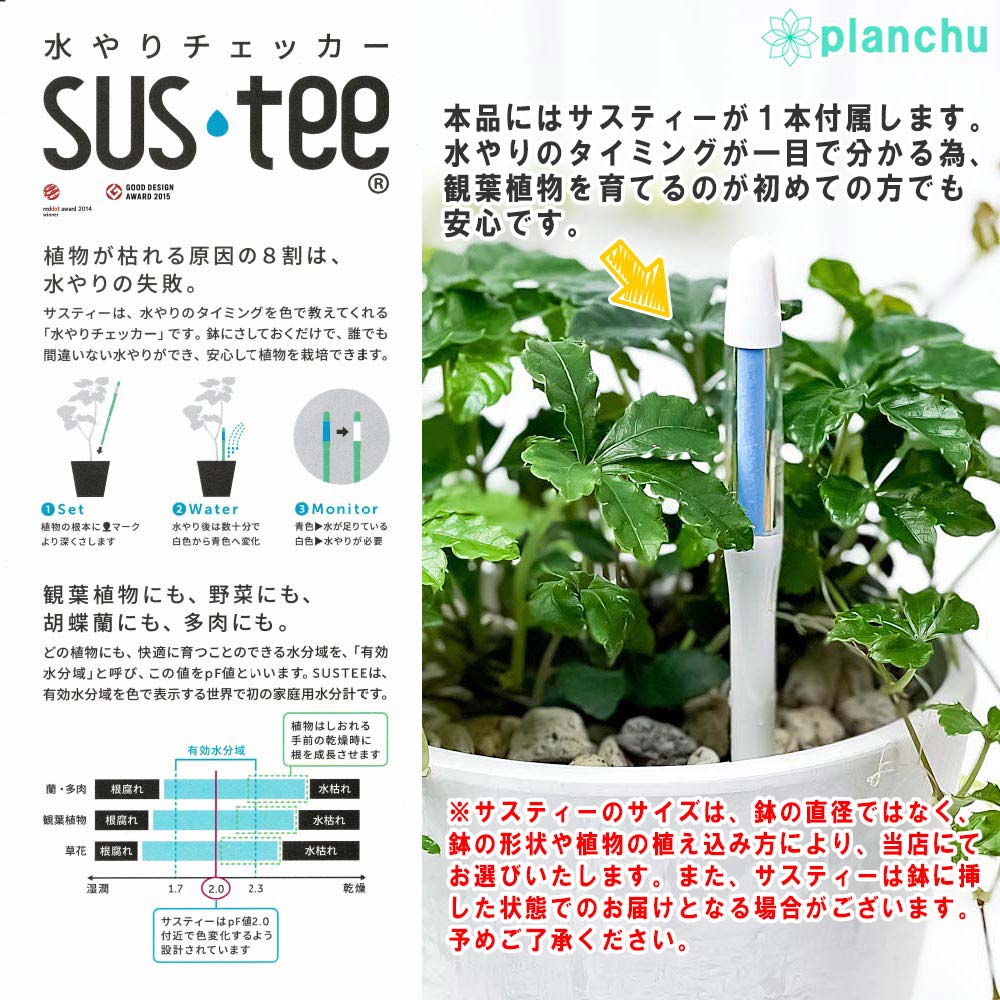 PLANCHU 観葉植物 パキラ ストレート 5号樹脂鉢 ホワイト サスティー付き 受け皿付き 育て方説明書付き Pachira glabra 発財樹 実生